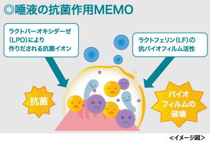 唾液の抗菌作用MEMO