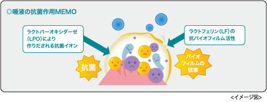 唾液の抗菌作用MEMO