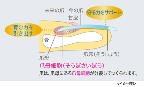 エルテオ エッセンス ／ NA8 ネイルケア エッセンス