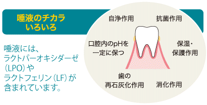 唾液のチカラいろいろ