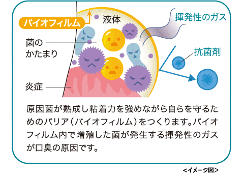 原因菌が熟成し
